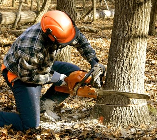 Tree Removal in Woronoco, MA